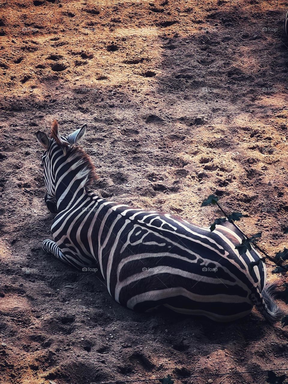 Zebra