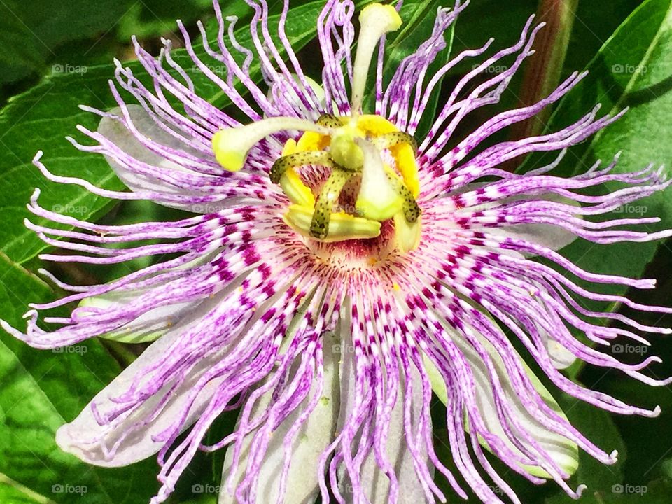 Purple Passion flower bloom