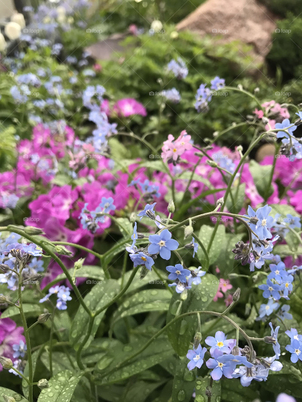 Spring flowers blossom in the garden