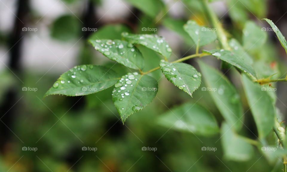 Raindrops on Beautiful Green Tree Leaves