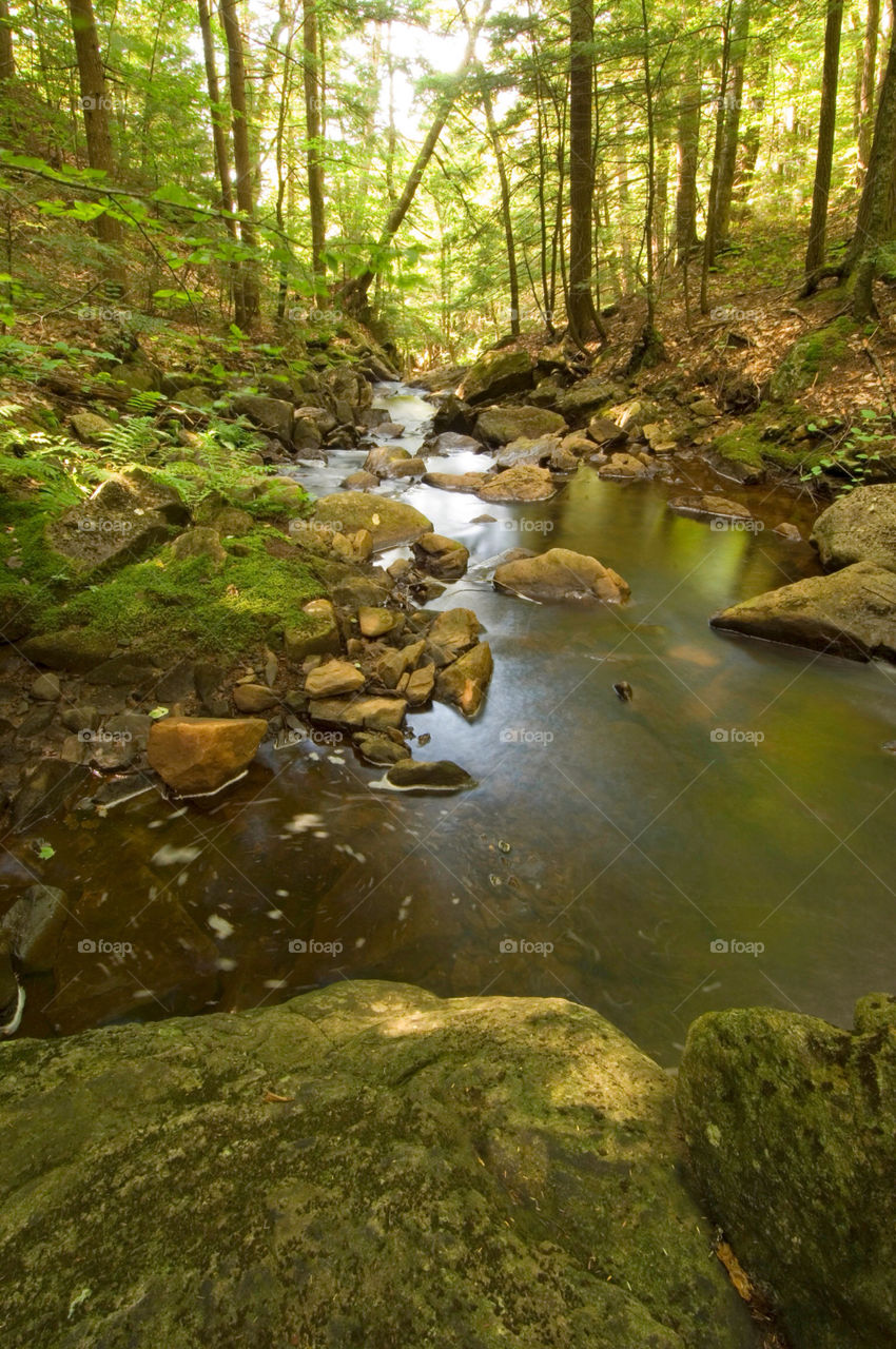 A babbling Brook meanders through the forest