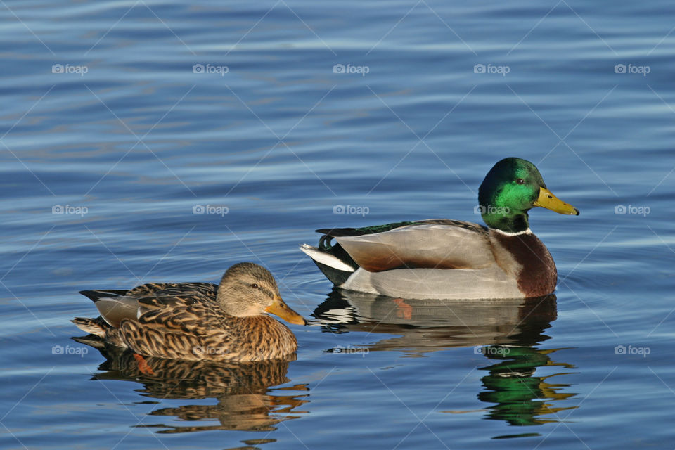 Pair of ducks in the lake