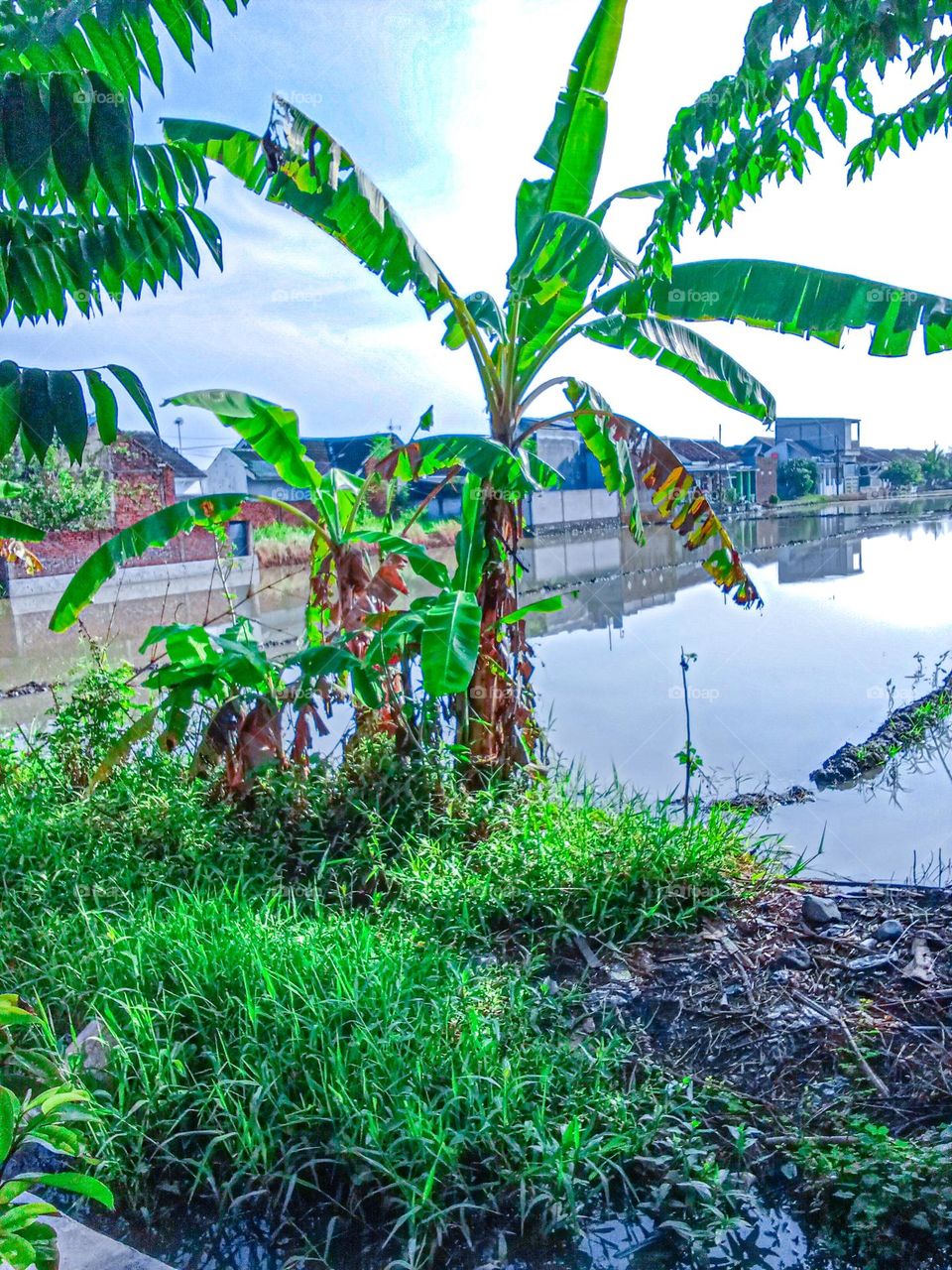 view of rice fields in the morning