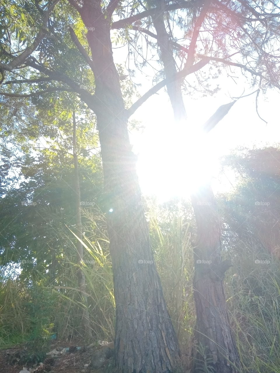 O Sol e seus encantos