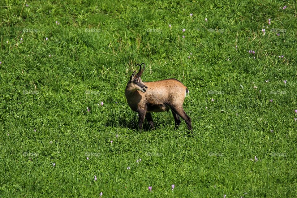 Camoscio in the green