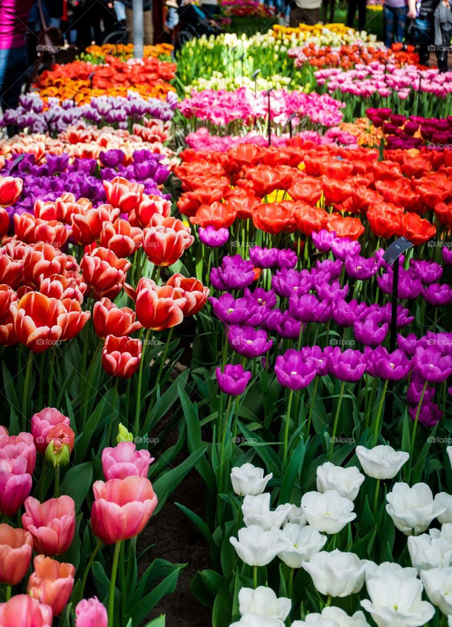 beautiful tulips
