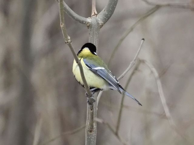 🐦