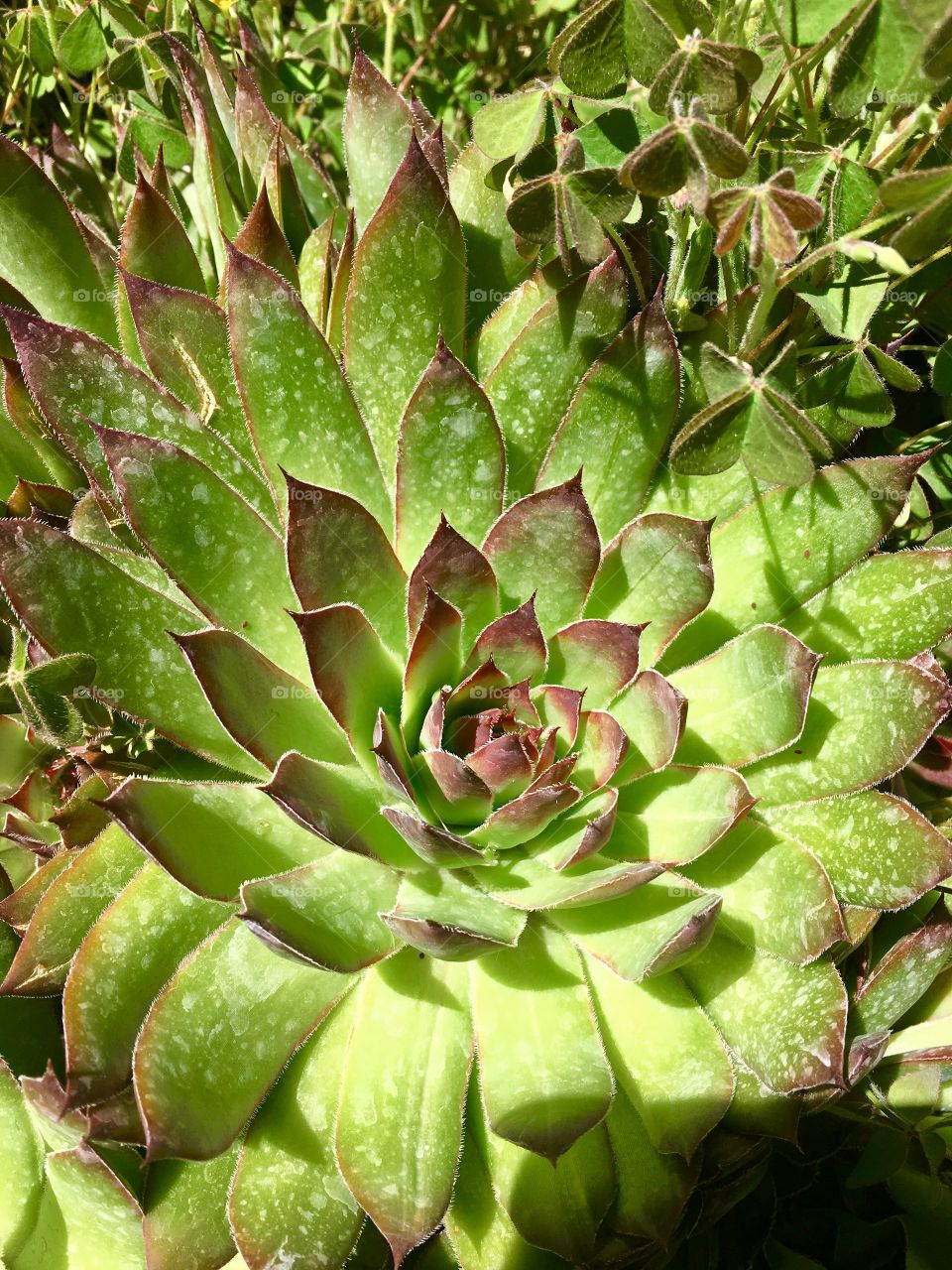 Close-up of green succulent. Pokey. Prickly. Pointy.Cactus.
