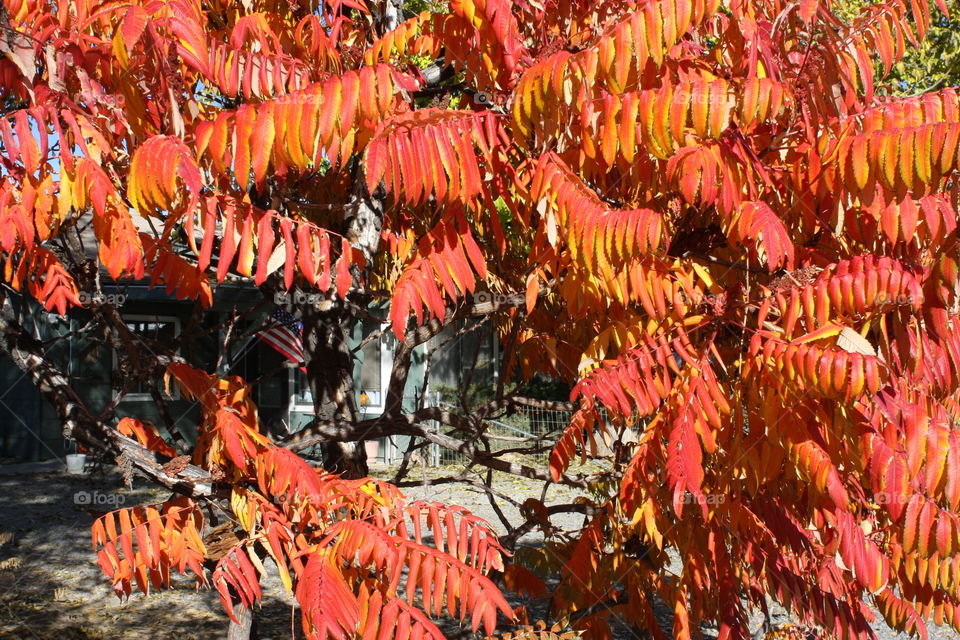 trees changeing color