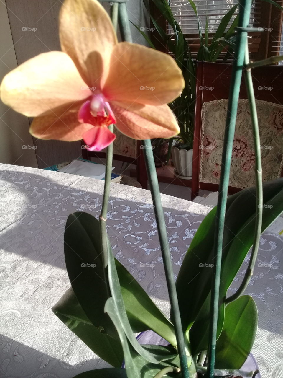 My orchids