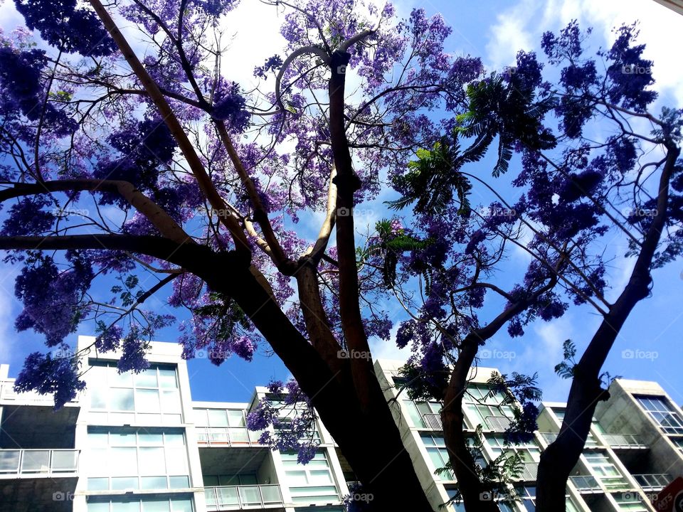 Urban gardens. A beautiful jacaranda tree! Look up!