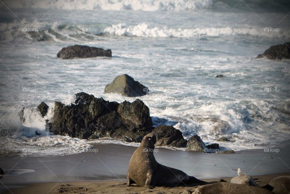 The barking of the male elephant seal