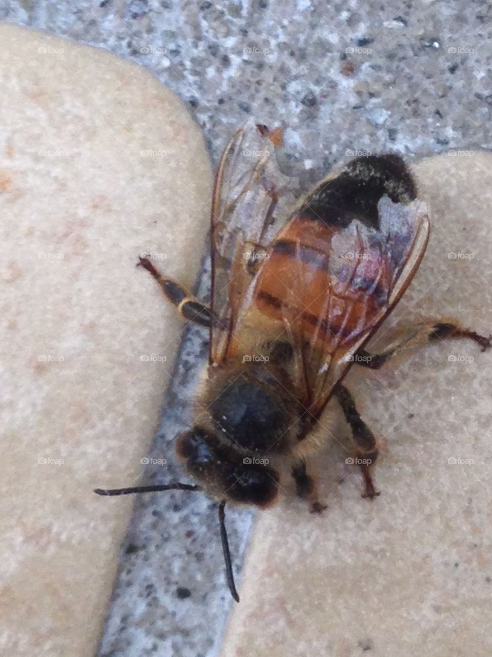 Close-up of a wasp