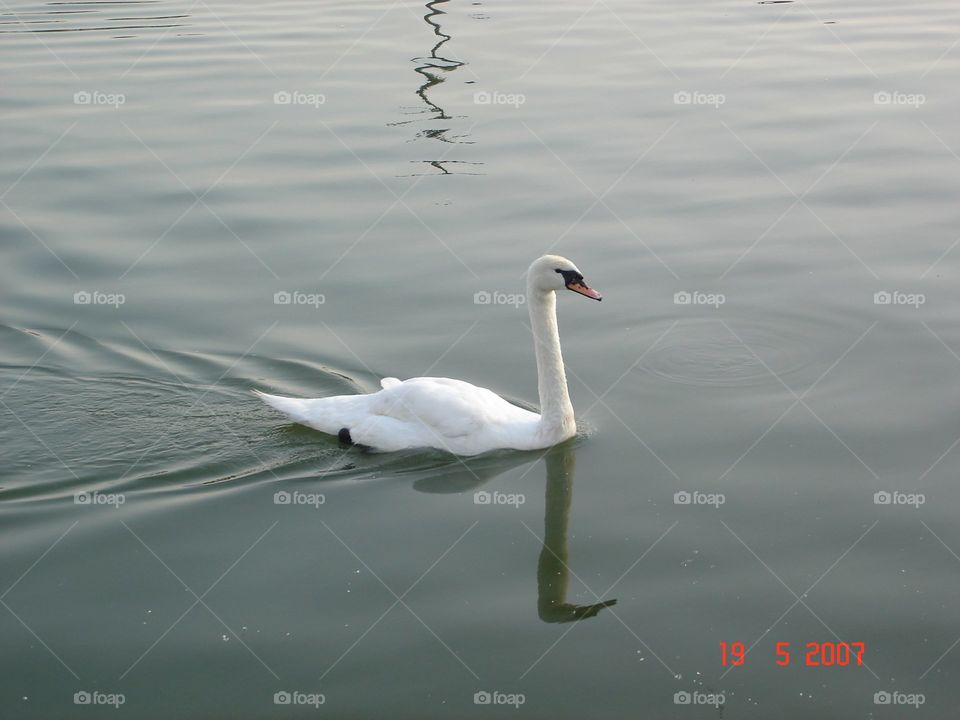 A Swan