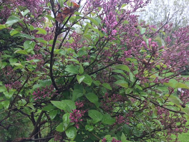 Lilac blooms are set