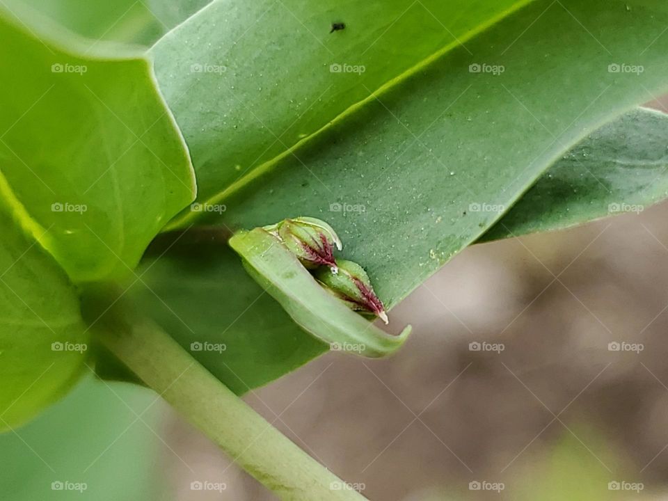 Two flowers buds ready to bloom