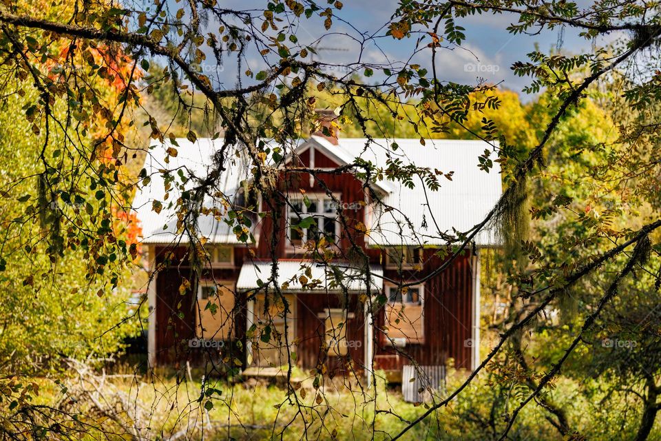 A little cozy house in Sweden. Its old and broken and looks Nice into the FallColors trees. its autumn.  🌿🍁🍂