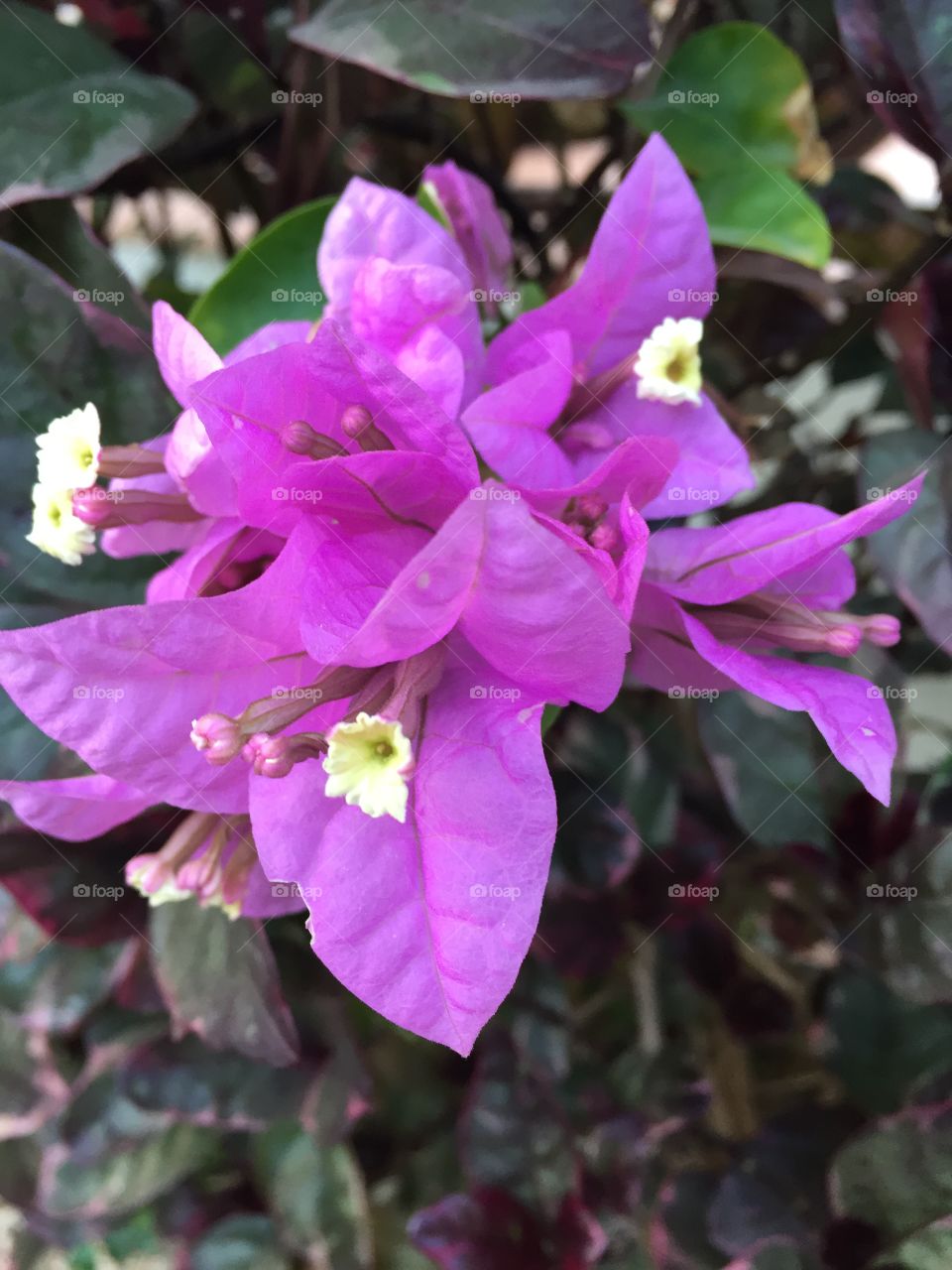 Bougainvillea in Kap Verde
