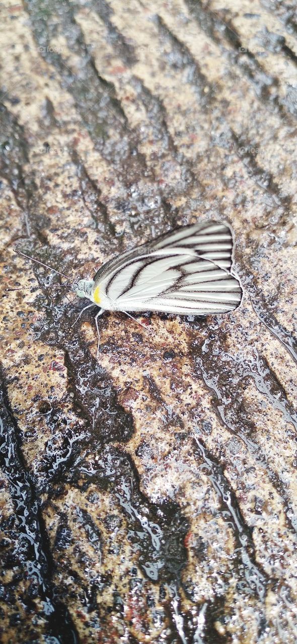 A white butterfly perched on a wet terrace