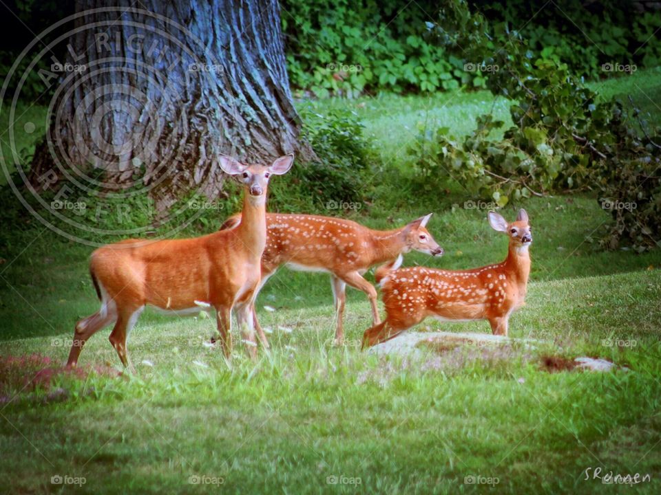 Doe Alert. A mother scoping the valley before leading the yearlings to eat from the Apple tree.