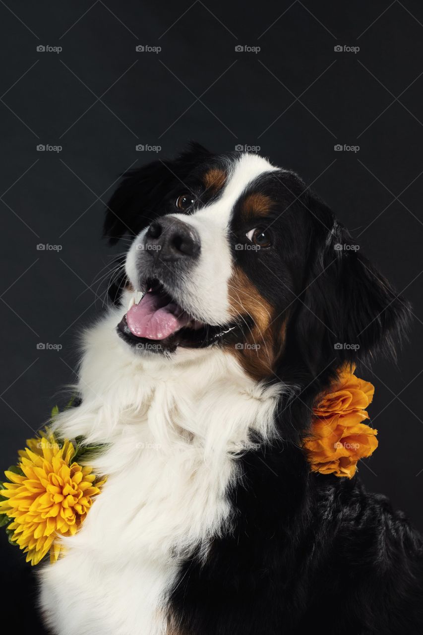 A Happy dog wearing flowers