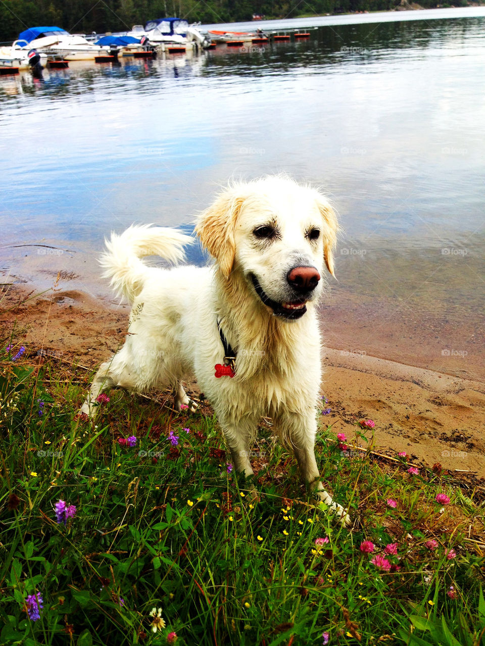 beach flowers boats dog by joosse_b