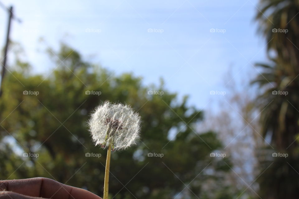 dandelion