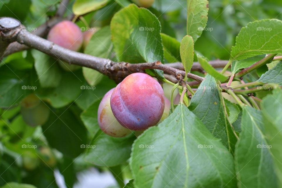 Plommonodling Ullevål 