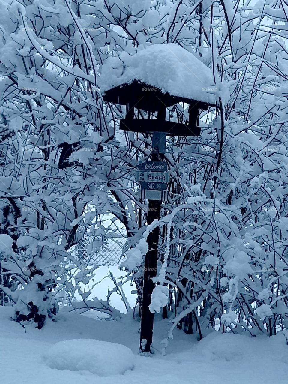 Winter wonderland in a garden in Bavaria, Germany. The snow looks heavy but it’s still holding its shape. What a beautiful vision in white !!! 2023. Hypnotic Productions