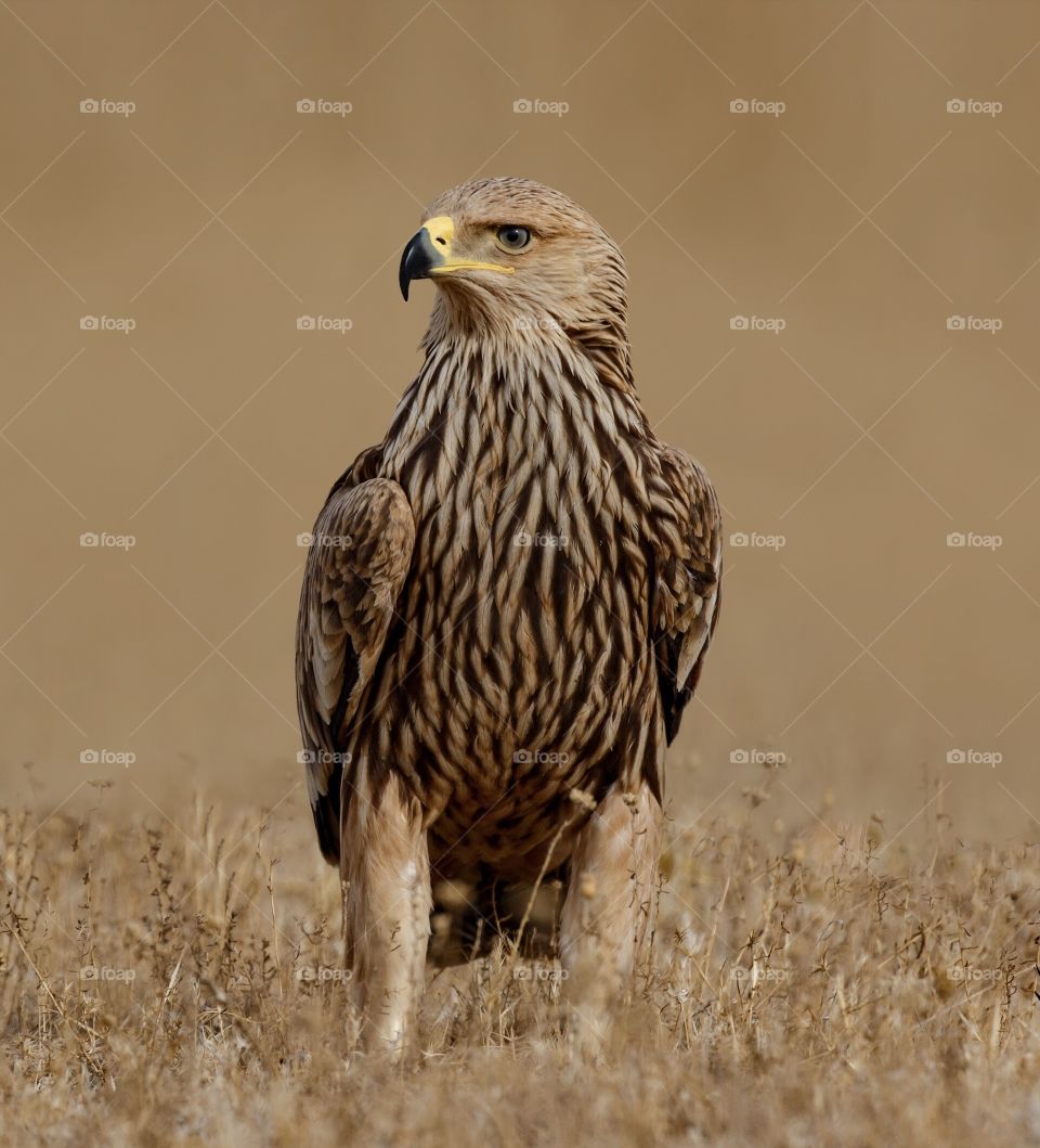 This is eastern imperial eagle,i toke this picture in arak in iran.
