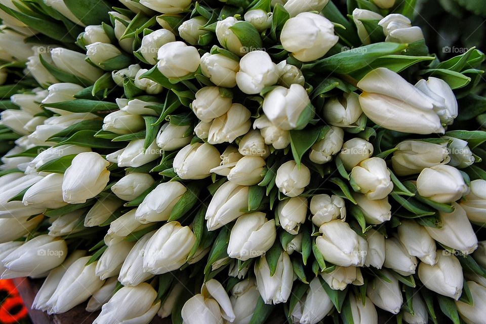 White tulips