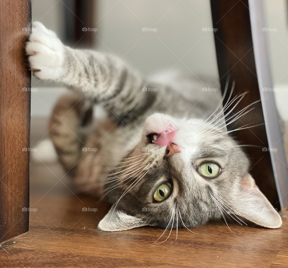 A grey tabby cat licks it’s nose while lying upside down under a chair