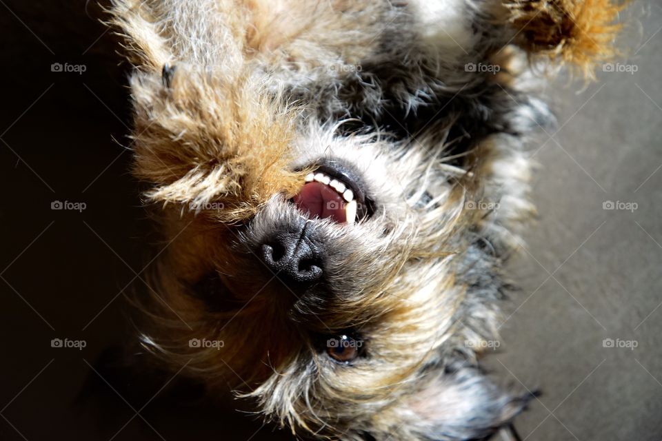 Happy border terrier 