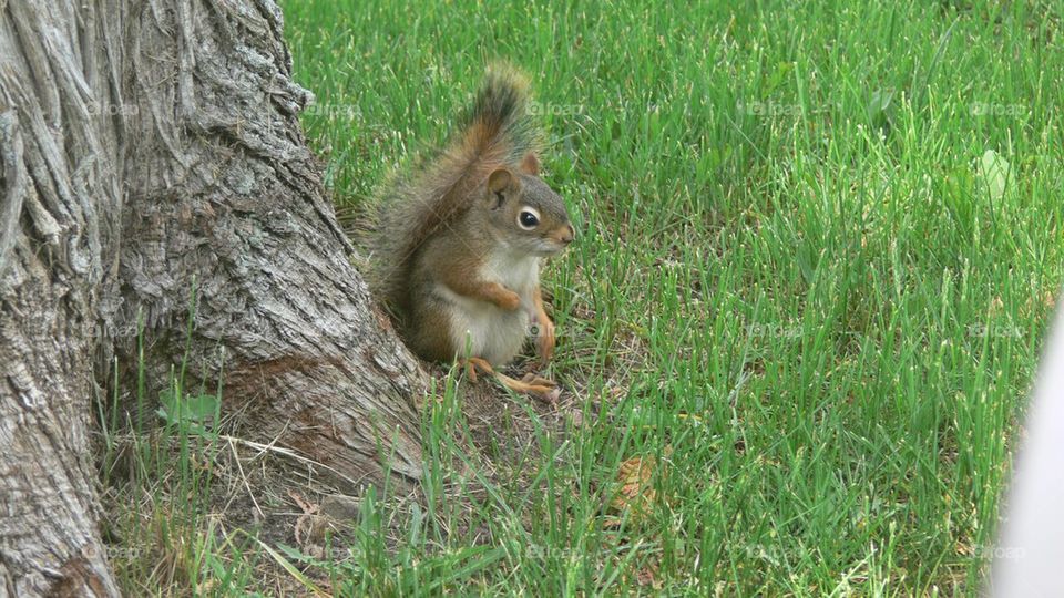 Squirreling around