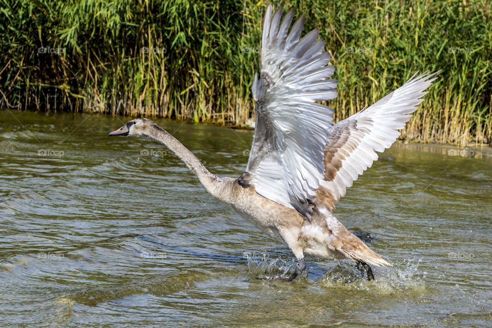 Young swan takes off