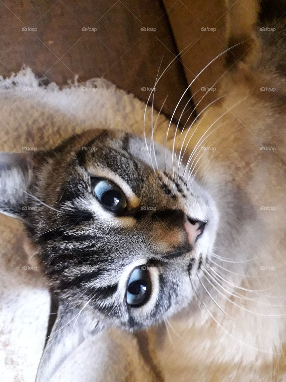 my cat Viola on the sofa