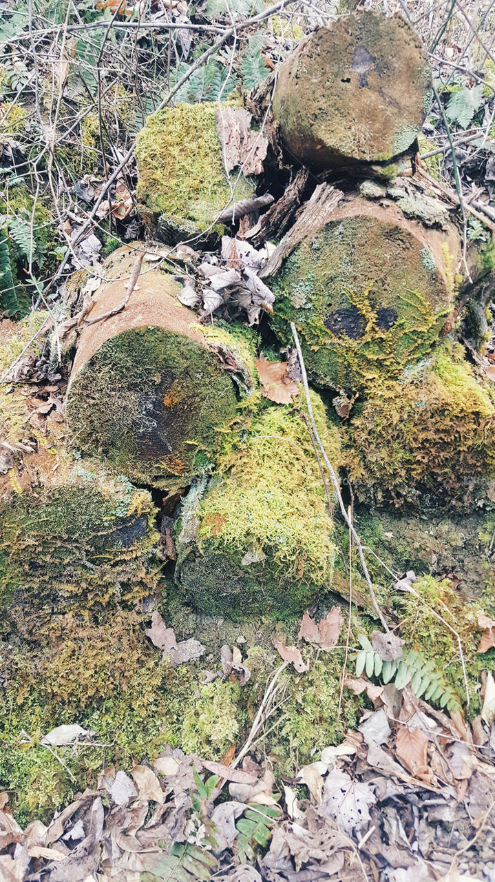 mossy logs