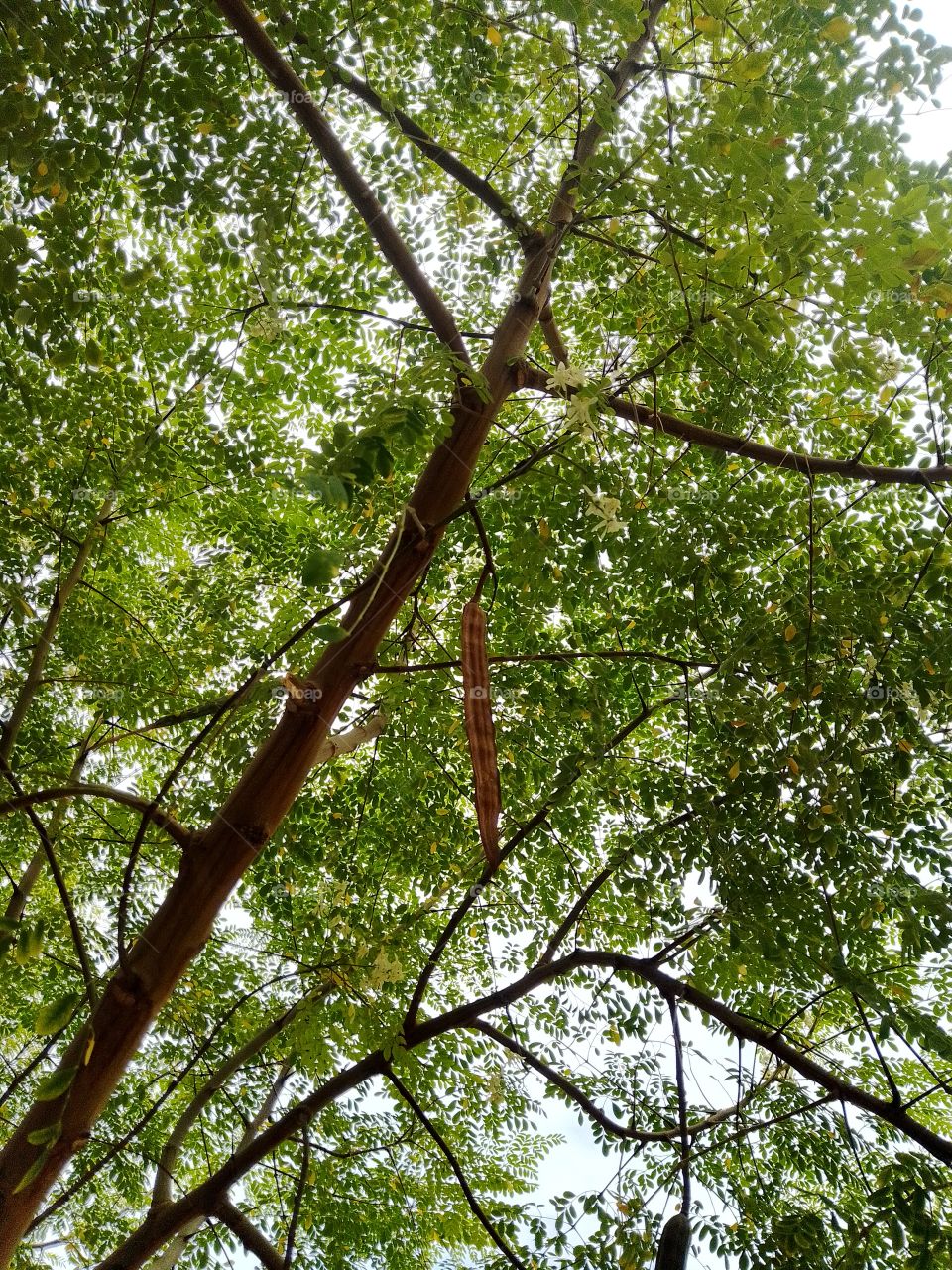 moringa tree that attract bumblebee