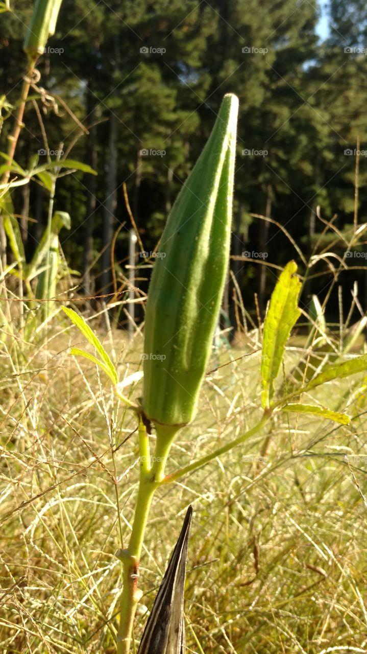 Nature, Flora, No Person, Leaf, Growth