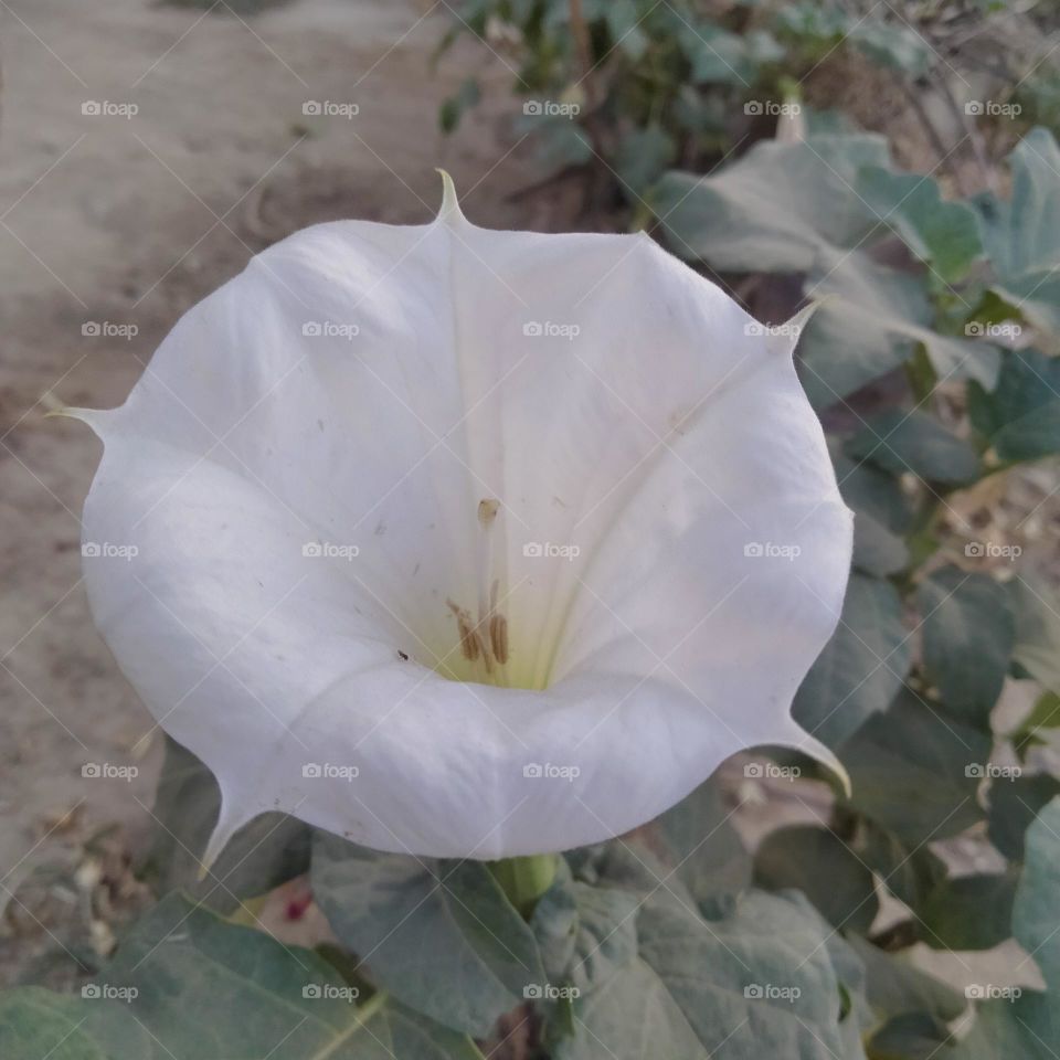Beautiful white flower 💐
#Photo of the week