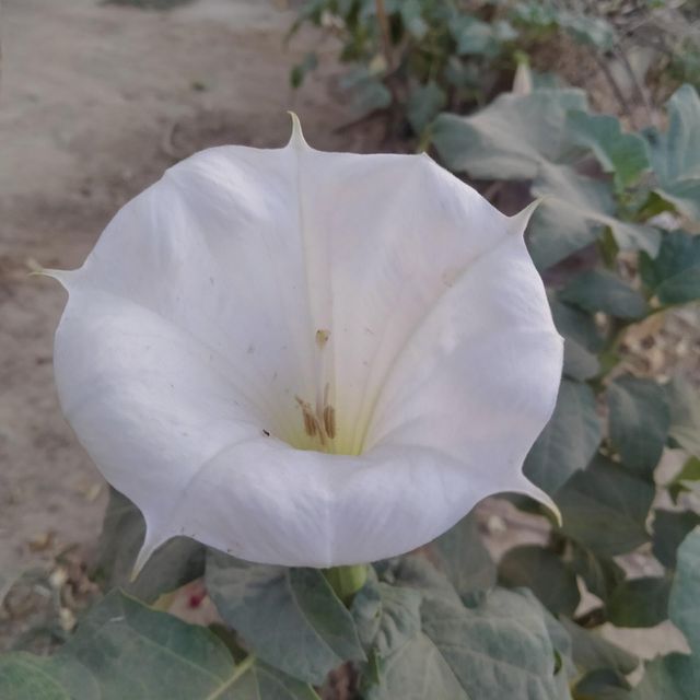 Beautiful white flower 💐
#Photo of the week