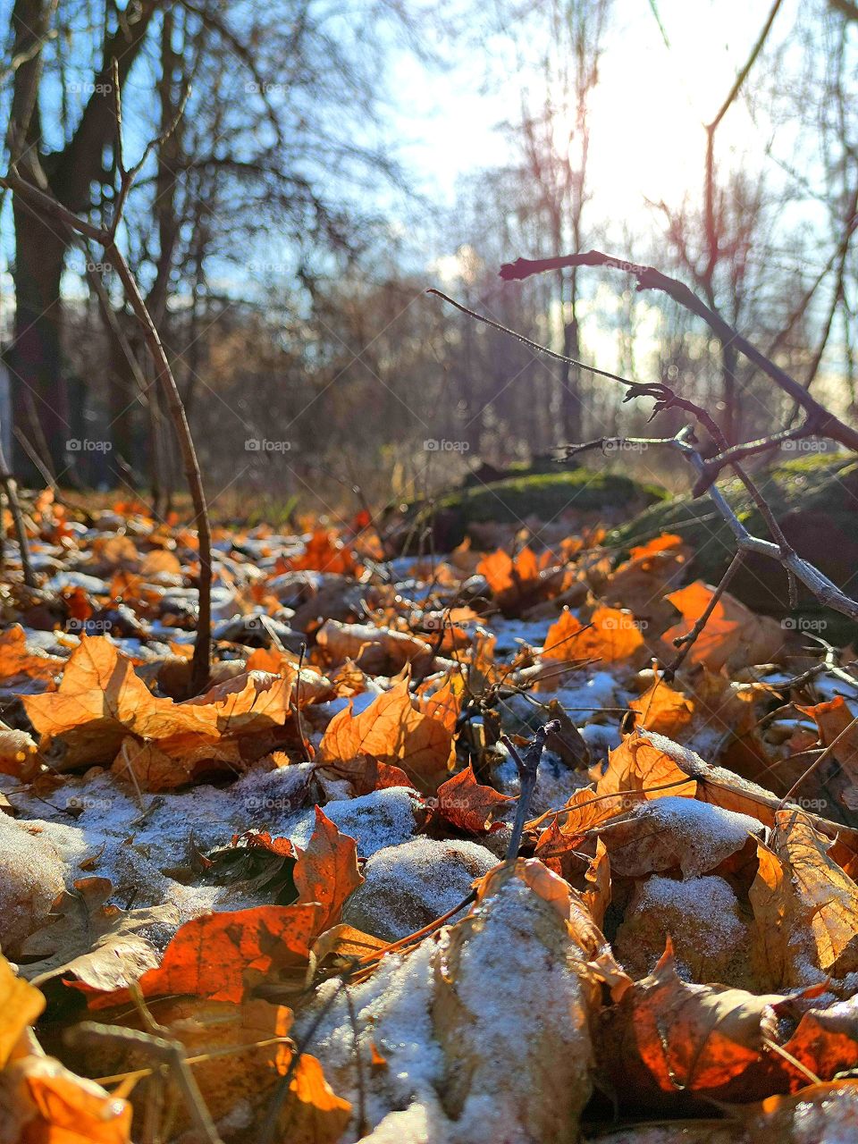 Forest.  The first snow. Snow lies on the fallen leaves.  Bare trees.  Blue sky sunny day