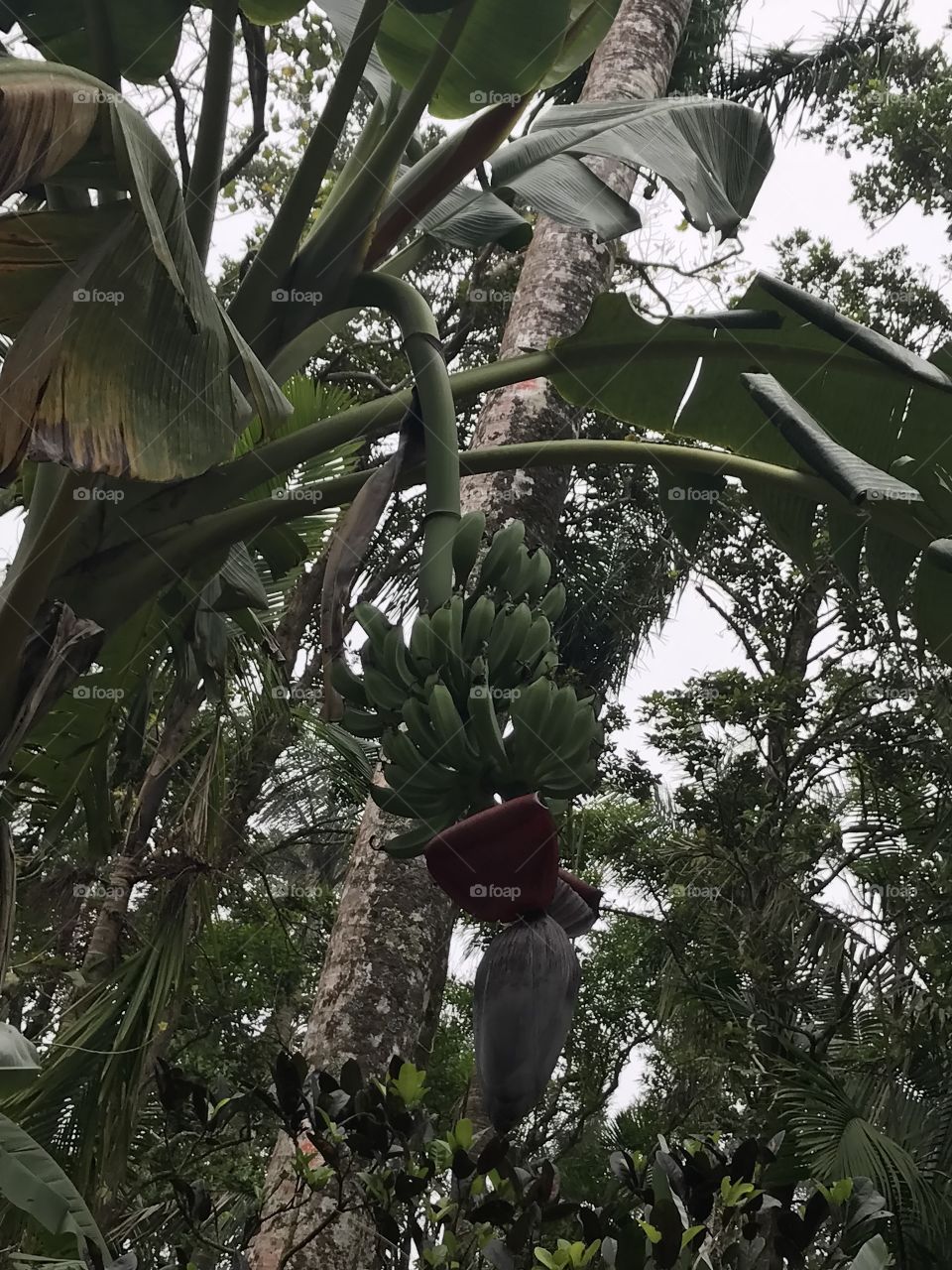 Picture of a bunch of plantains growing in the Dominican Republic. 