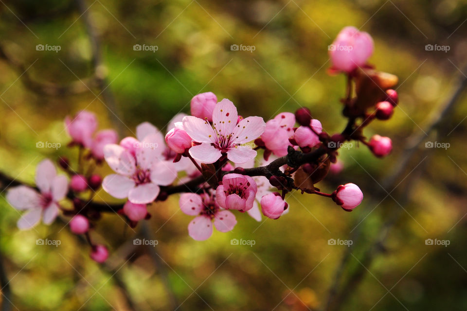 pink blooming tree branch in spring garden