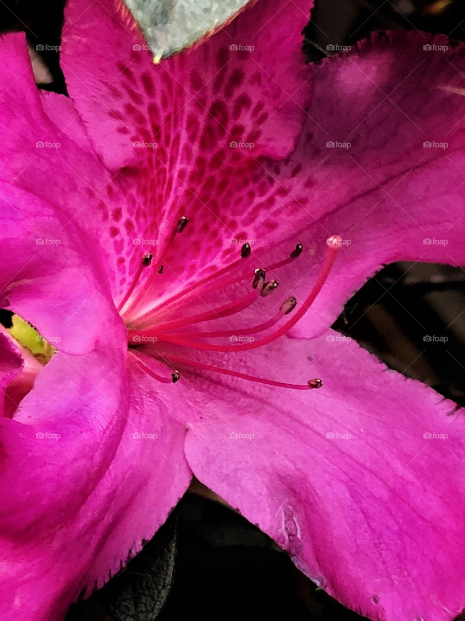 A closeup of a pink flower. The little dots in the petal, like freckles, give the flower a delicate and jovial feeling. A closeup allows us to see details like the small veins in the petals, the freckle-like dots in the petal...