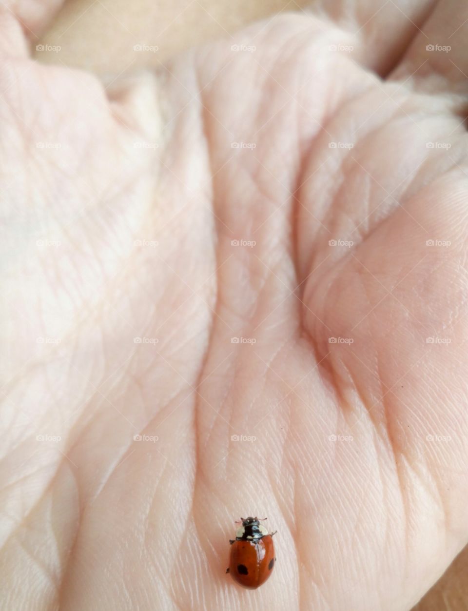 hand female and ladybug