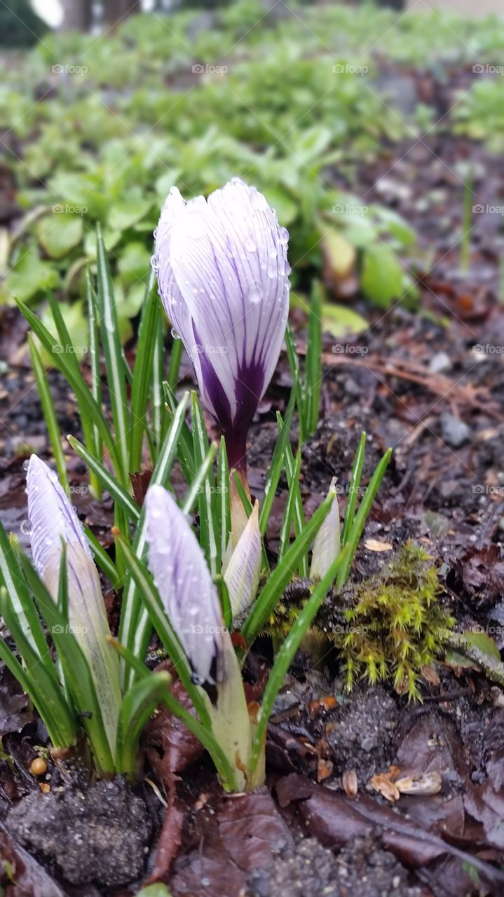 spring crocus