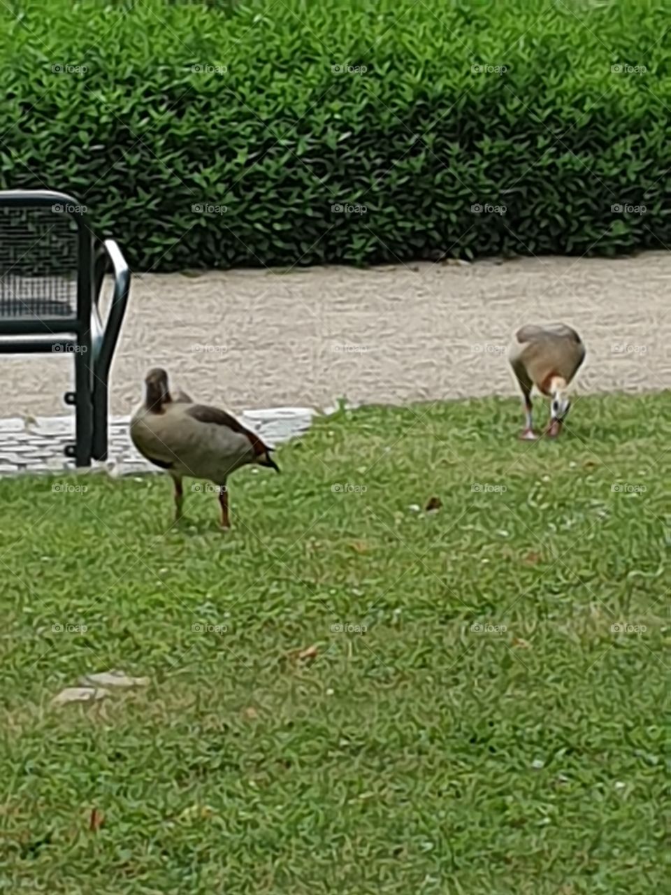 Palmengarten Frankfurt