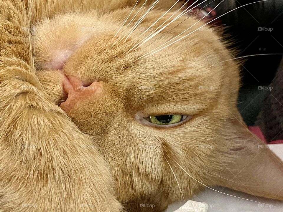 Close up of a cat covering one of her eyes with a foot