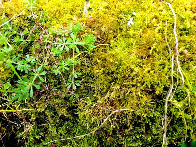 Moss